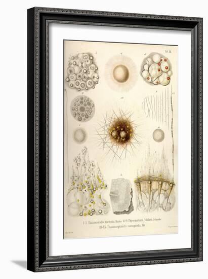 Thalassicolla Nuclea, Physematium Mulleri, Thalassoplancta Cavispicula-Ernst Haeckel-Framed Art Print