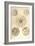 Thalassicolla Pelagica-Ernst Haeckel-Framed Art Print