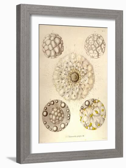 Thalassicolla Pelagica-Ernst Haeckel-Framed Art Print