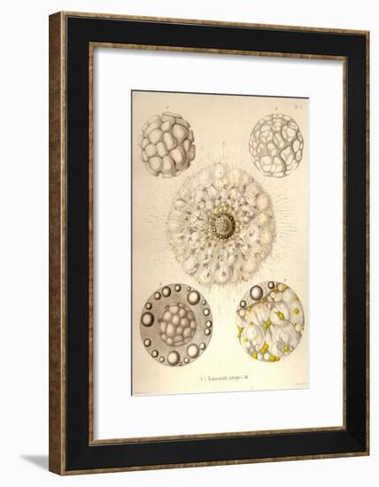 Thalassicolla Pelagica-Ernst Haeckel-Framed Art Print