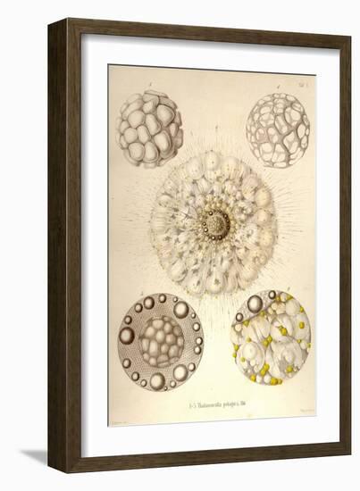 Thalassicolla Pelagica-Ernst Haeckel-Framed Art Print