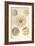 Thalassicolla Pelagica-Ernst Haeckel-Framed Art Print