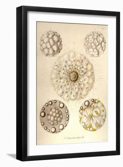 Thalassicolla Pelagica-Ernst Haeckel-Framed Art Print