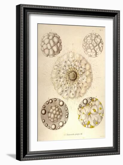 Thalassicolla Pelagica-Ernst Haeckel-Framed Art Print