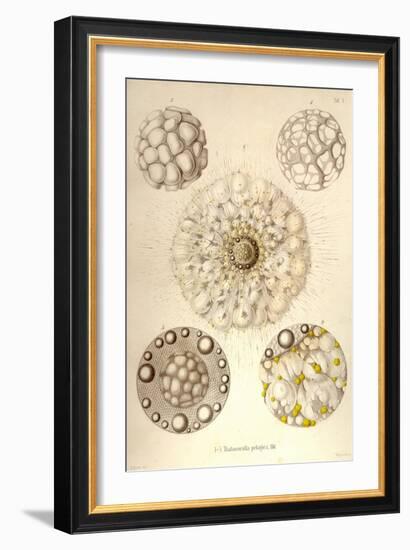 Thalassicolla Pelagica-Ernst Haeckel-Framed Art Print