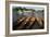 Thames Boats-Charles Bowman-Framed Photographic Print