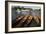 Thames Boats-Charles Bowman-Framed Photographic Print