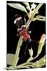 Thanasimus Formicarius (Ant Beetle, European Red-Bellied Clerid)-Paul Starosta-Mounted Photographic Print