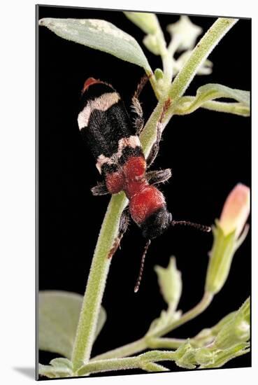 Thanasimus Formicarius (Ant Beetle, European Red-Bellied Clerid)-Paul Starosta-Mounted Photographic Print