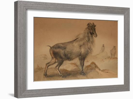 Thar-Joseph Wolf-Framed Giclee Print