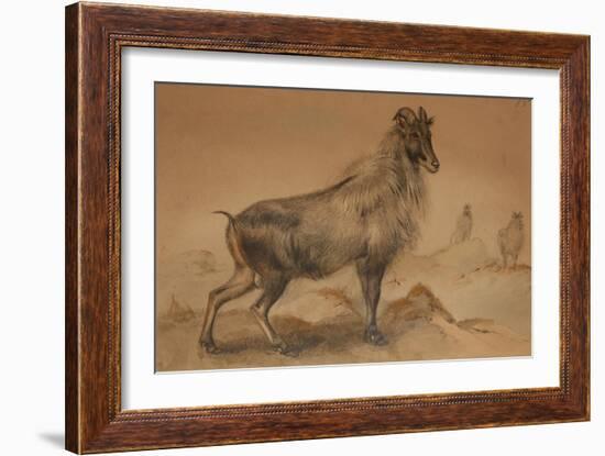 Thar-Joseph Wolf-Framed Giclee Print