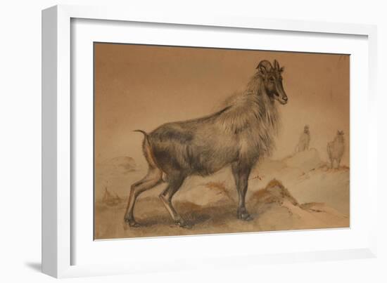 Thar-Joseph Wolf-Framed Giclee Print