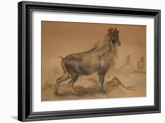 Thar-Joseph Wolf-Framed Giclee Print