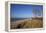 Thatched Beach House under the Big Poplars in Ahrenshoop-Uwe Steffens-Framed Premier Image Canvas