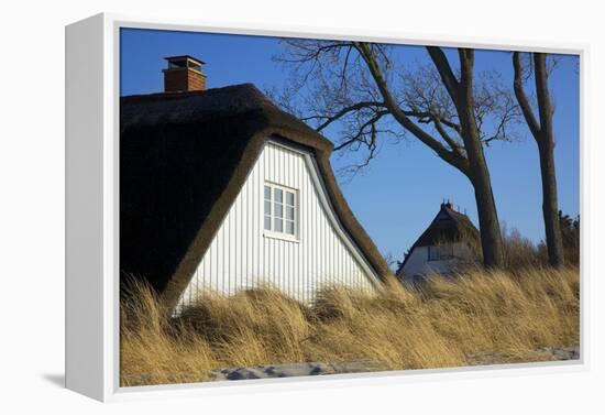 Thatched Beach House under the Big Poplars in Ahrenshoop-Uwe Steffens-Framed Premier Image Canvas