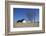 Thatched Beach House under the Big Poplars in Ahrenshoop-Uwe Steffens-Framed Photographic Print