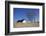 Thatched Beach House under the Big Poplars in Ahrenshoop-Uwe Steffens-Framed Photographic Print