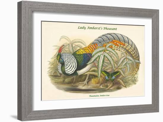 Thaumalea Amherstiae - Lady Amherst's Pheasant-John Gould-Framed Art Print