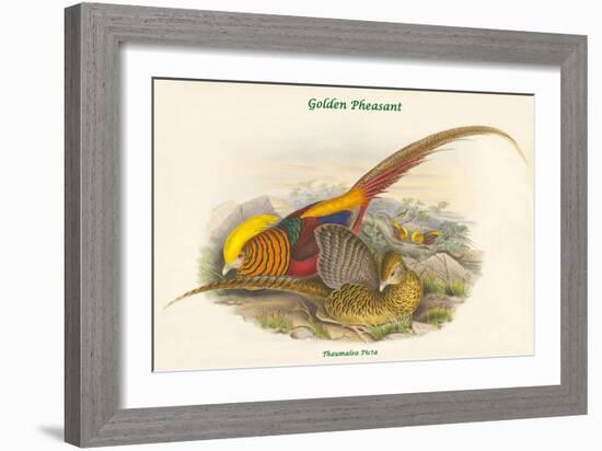 Thaumalea Picta - Golden Pheasant-John Gould-Framed Art Print