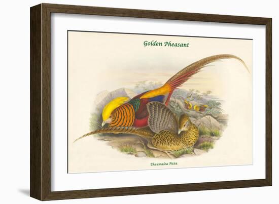 Thaumalea Picta - Golden Pheasant-John Gould-Framed Art Print