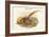Thaumalea Picta - Golden Pheasant-John Gould-Framed Art Print
