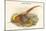 Thaumalea Picta - Golden Pheasant-John Gould-Mounted Art Print