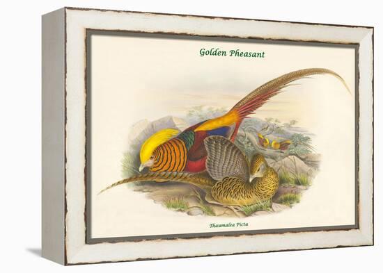 Thaumalea Picta - Golden Pheasant-John Gould-Framed Stretched Canvas