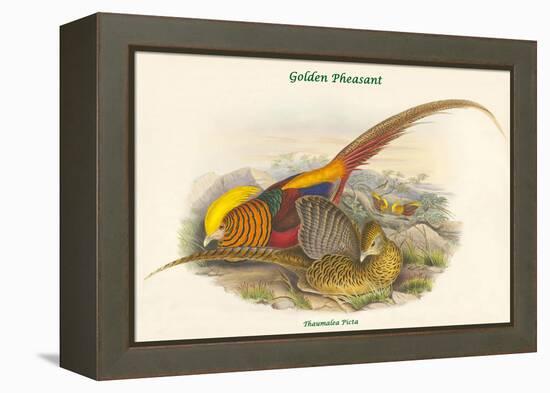 Thaumalea Picta - Golden Pheasant-John Gould-Framed Stretched Canvas