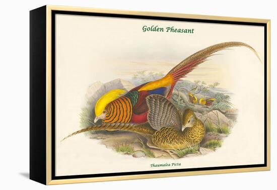 Thaumalea Picta - Golden Pheasant-John Gould-Framed Stretched Canvas