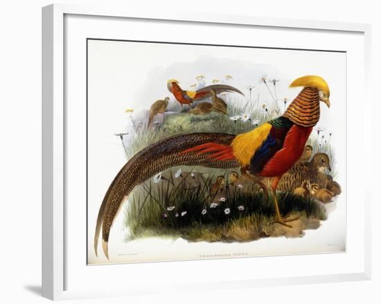 Thaumalea Picta-null-Framed Giclee Print