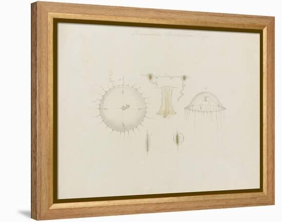 Thaumantias Buskiana (Gosse): Jellyfish-Philip Henry Gosse-Framed Premier Image Canvas