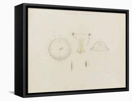 Thaumantias Buskiana (Gosse): Jellyfish-Philip Henry Gosse-Framed Premier Image Canvas