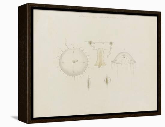 Thaumantias Buskiana (Gosse): Jellyfish-Philip Henry Gosse-Framed Premier Image Canvas