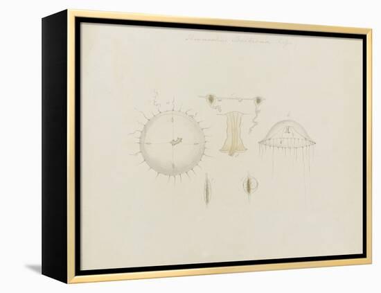 Thaumantias Buskiana (Gosse): Jellyfish-Philip Henry Gosse-Framed Premier Image Canvas