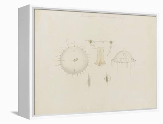 Thaumantias Buskiana (Gosse): Jellyfish-Philip Henry Gosse-Framed Premier Image Canvas