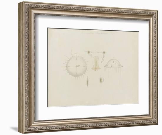 Thaumantias Buskiana (Gosse): Jellyfish-Philip Henry Gosse-Framed Giclee Print