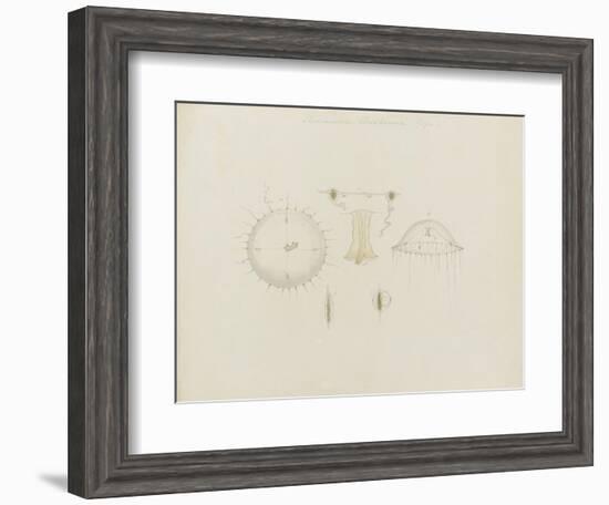 Thaumantias Buskiana (Gosse): Jellyfish-Philip Henry Gosse-Framed Giclee Print