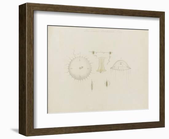 Thaumantias Buskiana (Gosse): Jellyfish-Philip Henry Gosse-Framed Giclee Print