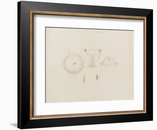 Thaumantias Buskiana (Gosse): Jellyfish-Philip Henry Gosse-Framed Giclee Print