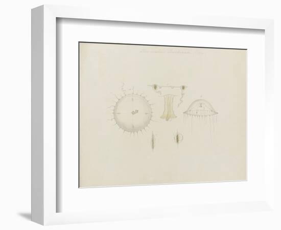 Thaumantias Buskiana (Gosse): Jellyfish-Philip Henry Gosse-Framed Giclee Print