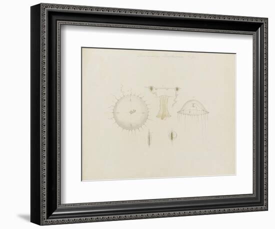 Thaumantias Buskiana (Gosse): Jellyfish-Philip Henry Gosse-Framed Giclee Print