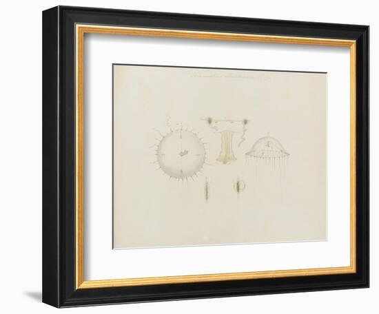 Thaumantias Buskiana (Gosse): Jellyfish-Philip Henry Gosse-Framed Giclee Print