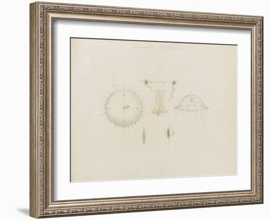 Thaumantias Buskiana (Gosse): Jellyfish-Philip Henry Gosse-Framed Giclee Print