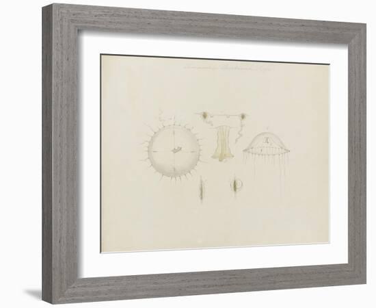 Thaumantias Buskiana (Gosse): Jellyfish-Philip Henry Gosse-Framed Giclee Print