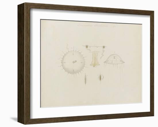 Thaumantias Buskiana (Gosse): Jellyfish-Philip Henry Gosse-Framed Giclee Print