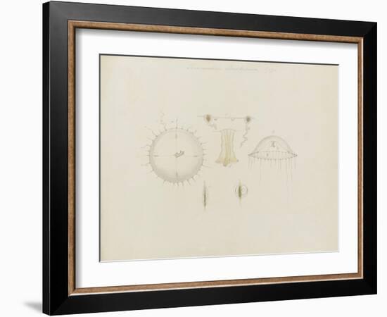 Thaumantias Buskiana (Gosse): Jellyfish-Philip Henry Gosse-Framed Giclee Print