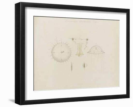 Thaumantias Buskiana (Gosse): Jellyfish-Philip Henry Gosse-Framed Giclee Print