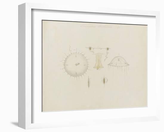 Thaumantias Buskiana (Gosse): Jellyfish-Philip Henry Gosse-Framed Giclee Print