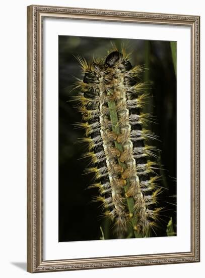 Thaumetopoea Pityocampa (Pine Processionary Moth) - Caterpillars Feeding on Needle-Paul Starosta-Framed Photographic Print