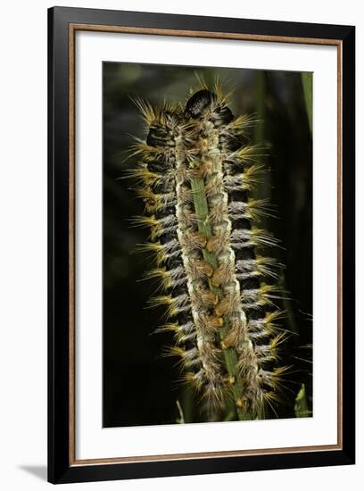 Thaumetopoea Pityocampa (Pine Processionary Moth) - Caterpillars Feeding on Needle-Paul Starosta-Framed Photographic Print